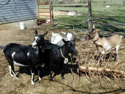 Abingdon In-Town Farm - Goats
